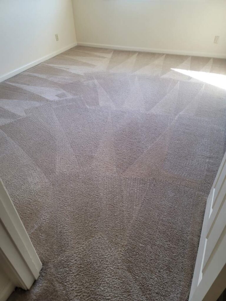 Freshly cleaned carpet in bright room